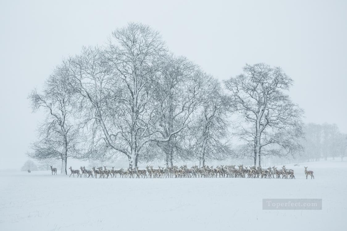 fotografía realista 09 paisaje invernal ciervo Pintura al óleo